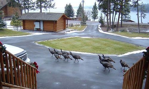 Somers Bay Log Cabin Lodging Hotell Eksteriør bilde